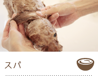 spa-serv
